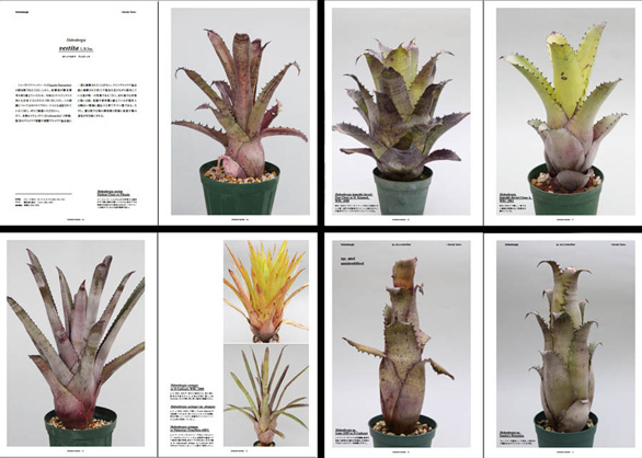 Bizarre Plants Showcaseインタビュー - graf | decorative mode no.3